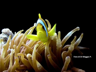 Pesce Pagliaccio  - Foto di P. Di Maggio