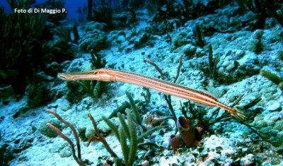 Pesce Flauto  - Foto di P. Di Maggio