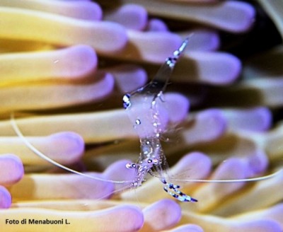 Gamberetto e anemone  - Foto di L. Menabuoni