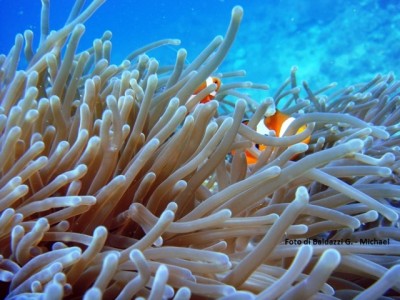 Pesci Pagliaccio ed anemone - Foto di Michael G. Baldazzi