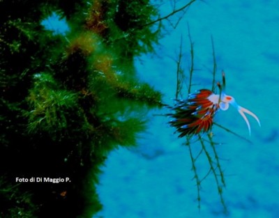 Nudibranco  - Foto di P. Di Maggio