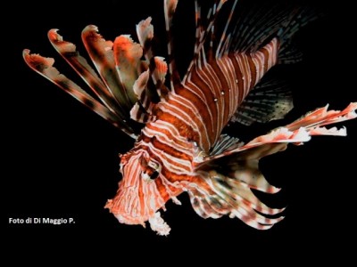 Pterois  - Foto di P. Di Maggio