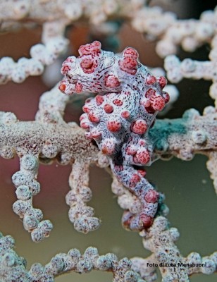 Cavalluccio marino tropicale - Foto di L. Menabuoni