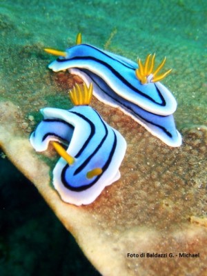 Nudibranchi - Foto di Michael G. Baldazzi