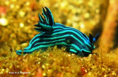Nudibranco - Foto di A. Raglianti